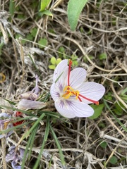 Crocus cartwrightianus