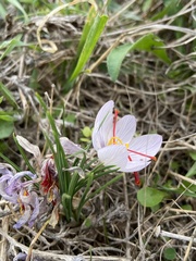 Crocus cartwrightianus