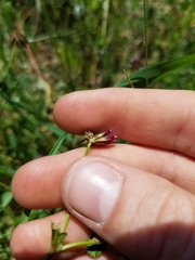 Trifolium bifidum decipiens