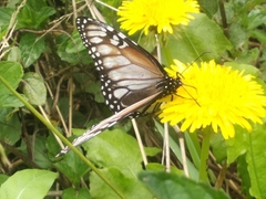 Danaus gilippus candidus