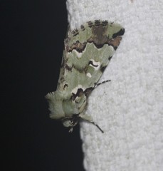 Pansemna beryllodes