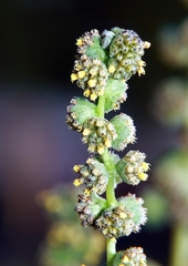 Ambrosia tomentosa