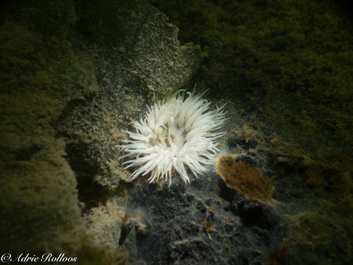 Slibanemoon, Willems Reef, photo 9 of 10