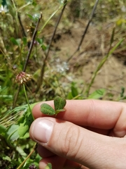 Trifolium bifidum decipiens
