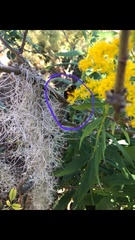Bombus impatiens image