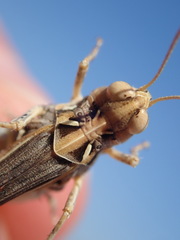 Dociostaurus jagoi occidentalis