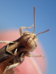 Dociostaurus jagoi occidentalis