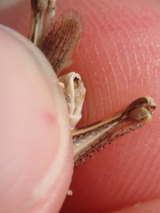 Dociostaurus jagoi occidentalis