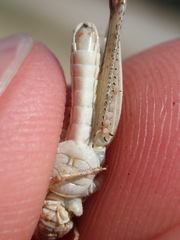 Dociostaurus jagoi occidentalis