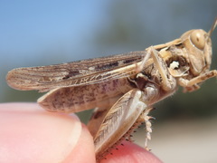 Dociostaurus jagoi occidentalis