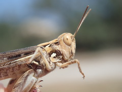 Dociostaurus jagoi occidentalis