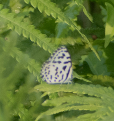 Castalius rosimon