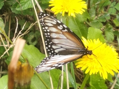 Danaus gilippus candidus