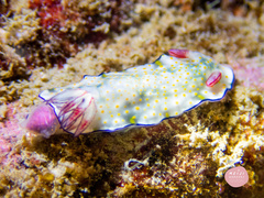 Hypselodoris bollandi