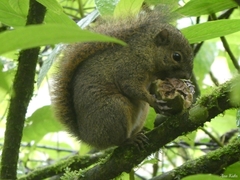 Microsciurus