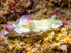 Hypselodoris bollandi