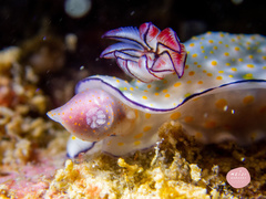 Hypselodoris bollandi