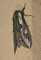 Endoxyla mackeri