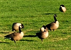 Branta hutchinsii