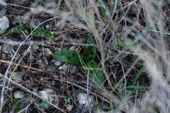 Orchis quadripunctata