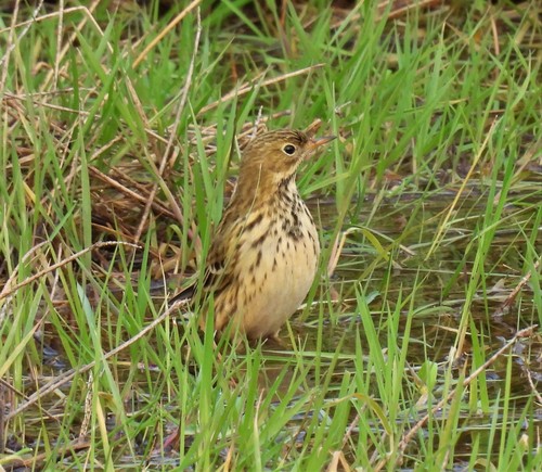 Bisbita pratense (Anthus pratensis)