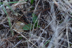 Orchis quadripunctata