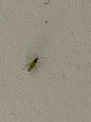 Cyrtorhinus