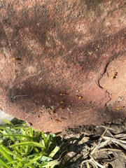 Camponotus festinatus