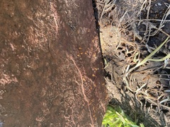 Camponotus festinatus