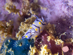 Hypselodoris kanga