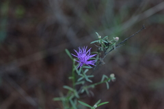 Centaurea glaberrima