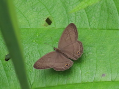 Euptychoides