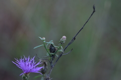Centaurea glaberrima