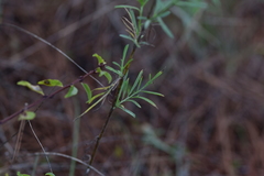 Centaurea glaberrima