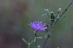 Centaurea glaberrima