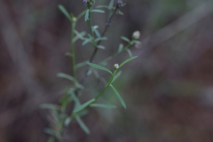 Centaurea glaberrima