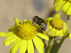 Eristalinus aeneus