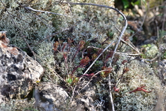 Petrosedum ochroleucum