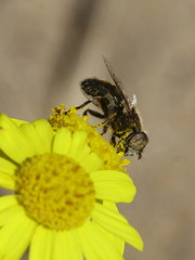 Eristalinus aeneus
