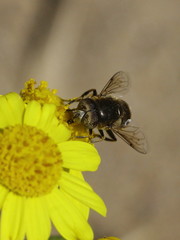 Eristalinus aeneus