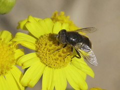 Eristalinus aeneus