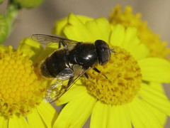 Eristalinus aeneus