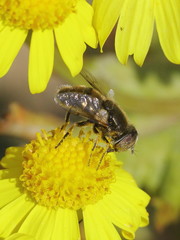 Eristalinus aeneus