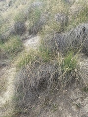 Lygeum spartum