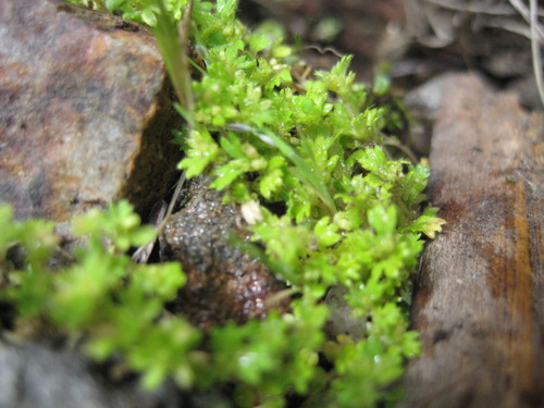 Aphanes andicola