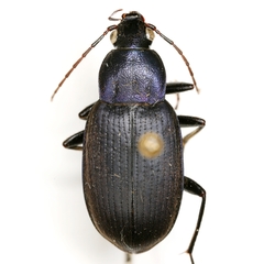 Chlaenius orbus