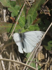 Pieris napi