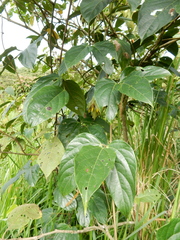 Mucuna elliptica