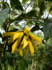 Mucuna elliptica