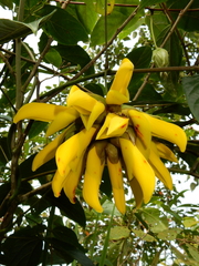 Mucuna elliptica